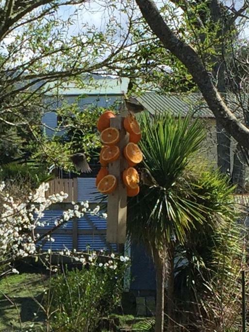 Union Street Hideaway Apartment Waihi Exterior photo